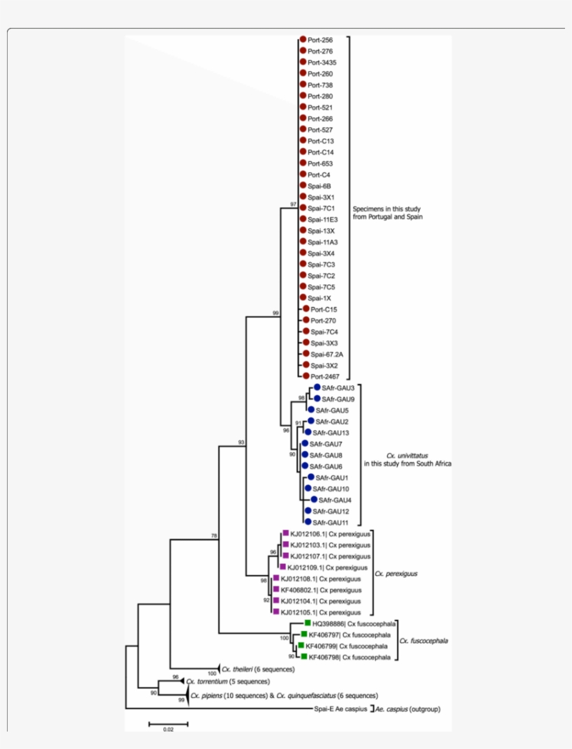 Phylogenetic Analysis By Maximum Likelihood - Diagram, transparent png download