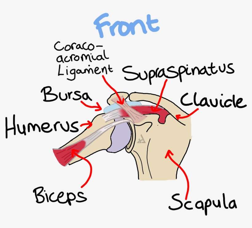 Anterior Shoulder Impingement Supraspinatus Biceps - Impingement Syndrome, transparent png download