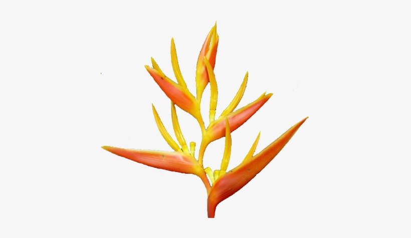 Jungle Flower Png, transparent png download