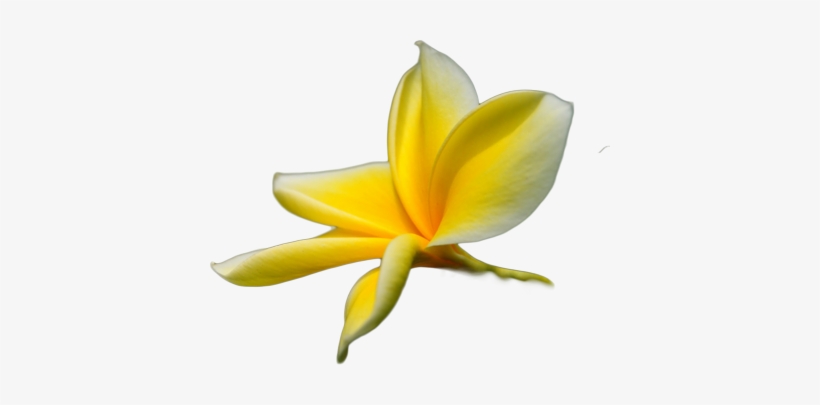 Tropical Flower Png Psd Detail - Tropical Flower Transparent Png, transparent png download