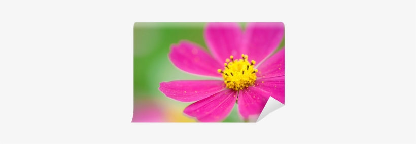 Garden Cosmos, transparent png download