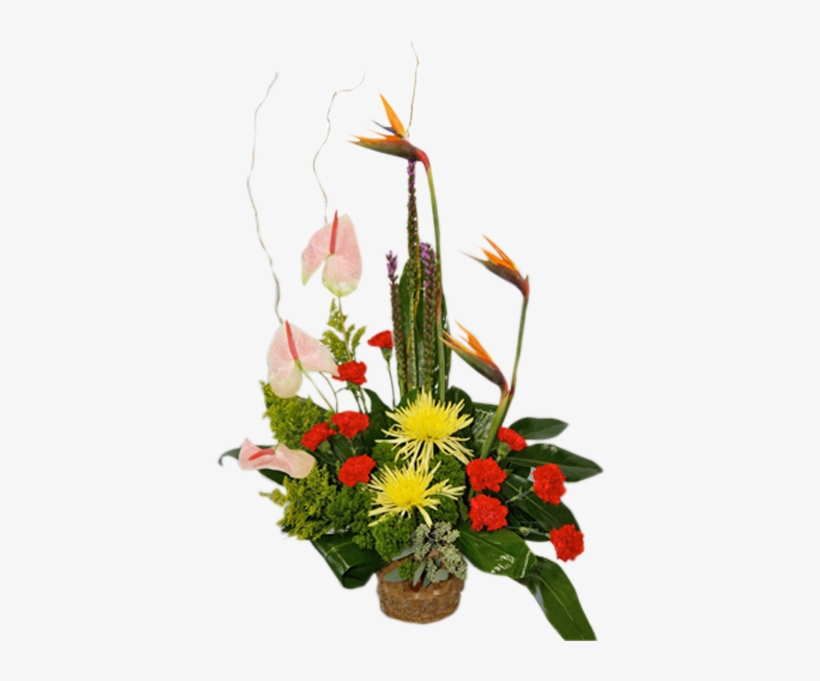 Elegant Tropical - Blazing Stars, transparent png download