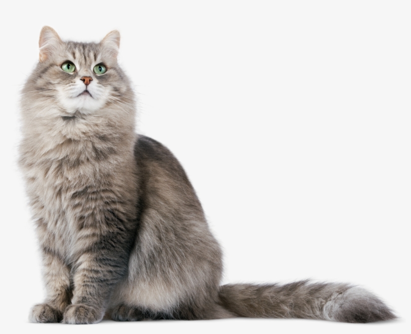 Cat Png Hd - Cat Png, transparent png download