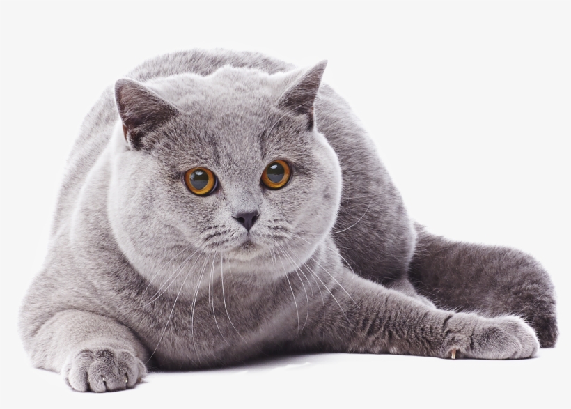 British Shorthair Boys Picture Transparent Library - British Shorthair Png, transparent png download
