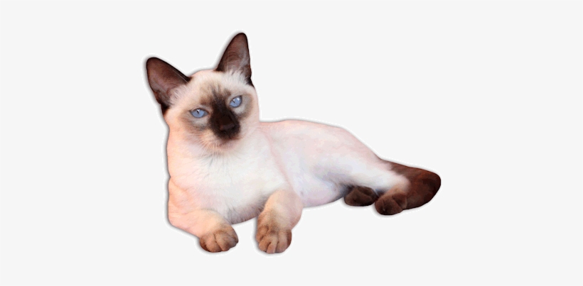 Traditional Siamese Kittens For Sale Applehead Siamese - Siamese Png, transparent png download