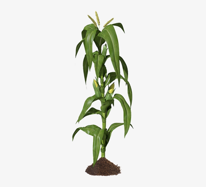 Photo Cornstalk Zpsf7tifewm - Corn Stalks Illustration, transparent png download