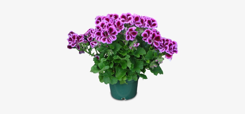 The Martha Washington Geranium Comes In A 6″ Pot Pk6 - Geraniums, transparent png download