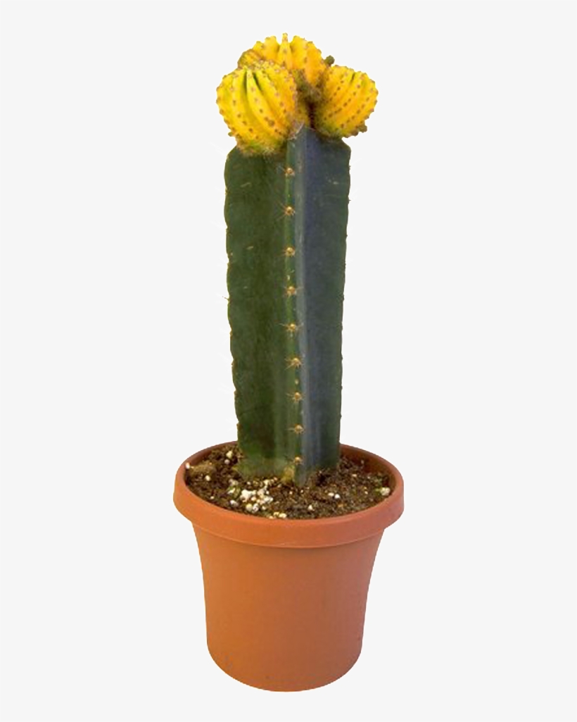 Hd Beautiful Potted Flower Pot Bonsai Png - Planta San Pedro, transparent png download