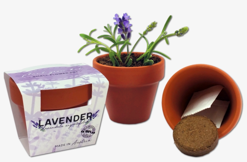 Customized Tiny Flower Pot - Flowerpot, transparent png download