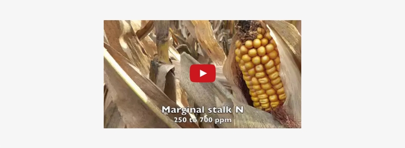 Corn Kernels, transparent png download