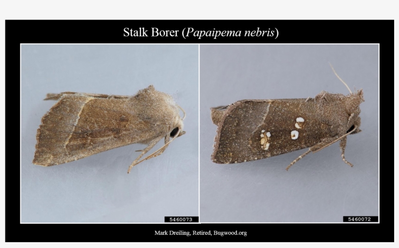 Southern Cornstalk - Stalk Borer, transparent png download