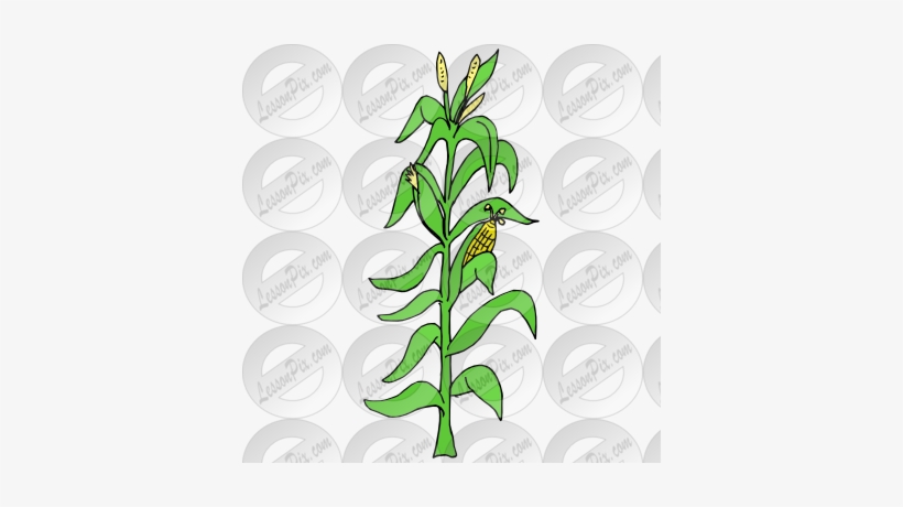 Corn Stalk Vector Clipart Illustrations - Clip Art, transparent png download