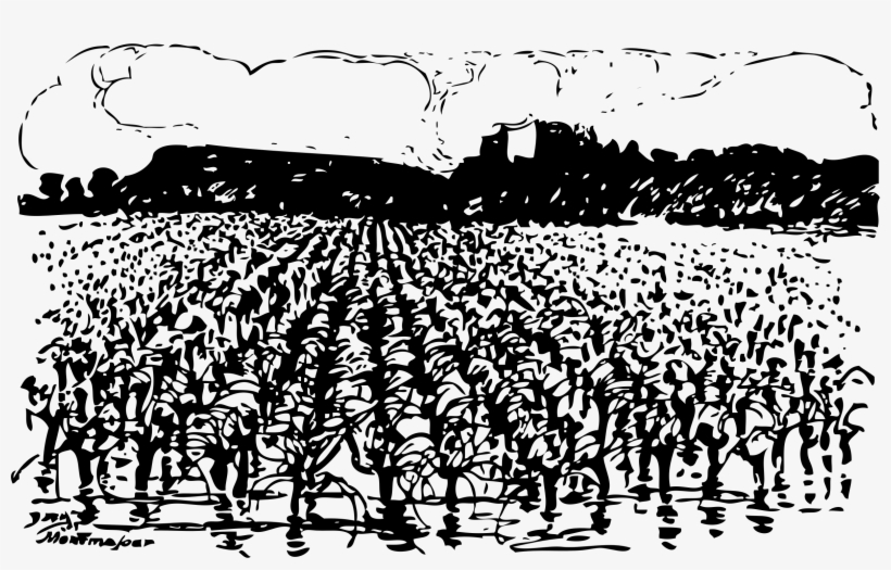 Cornfield Clipart Black And White - Vineyard Clipart, transparent png download