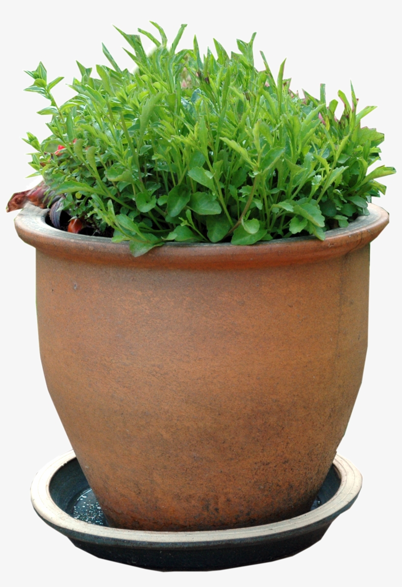 Picture - Flowerpot, transparent png download