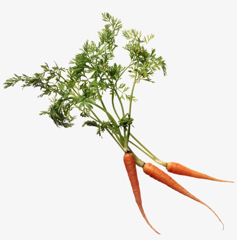 Carrots Png Stem - Carrot Plant Png, transparent png download