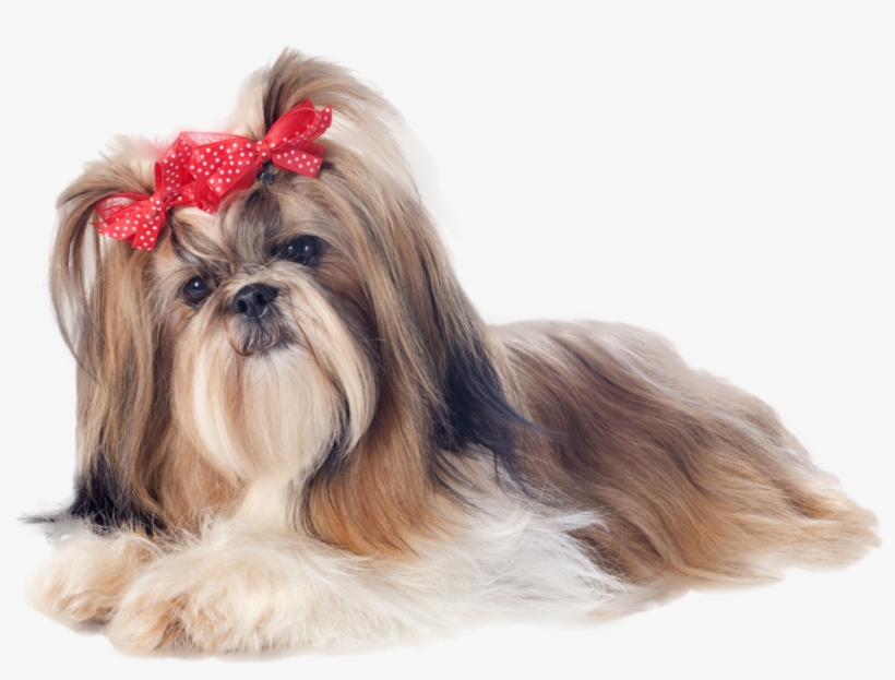 Shih Tzu With Bows, transparent png download