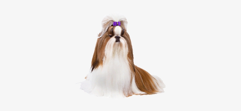 Shih Tzu Bows - Shih Tzus Png, transparent png download