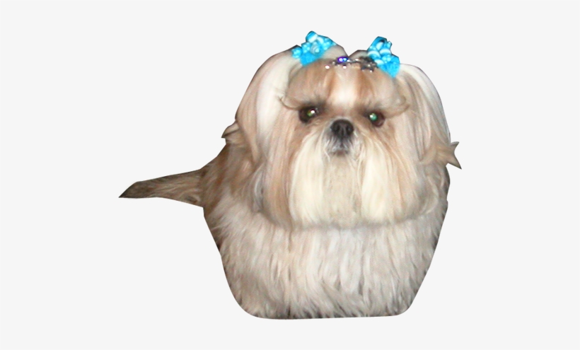 Why Choose A Shih Tzu To Be The Star Of Your Ecard - Mother's Day, transparent png download