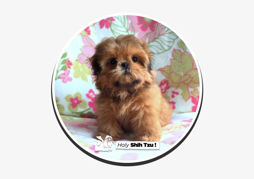 Lil' Blair - Shih Tzu Puppies, transparent png download