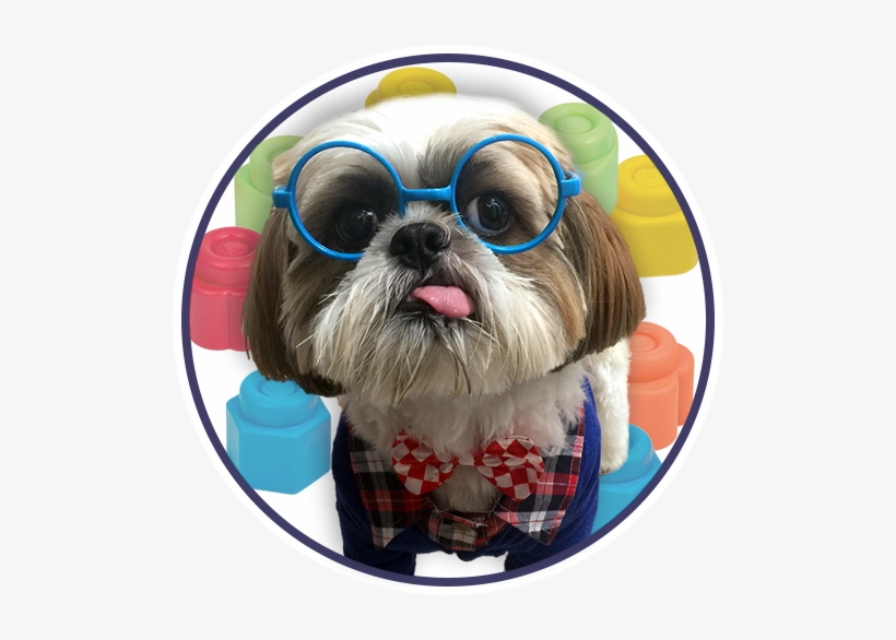 Cooper The Shih Tzu - Dog, transparent png download