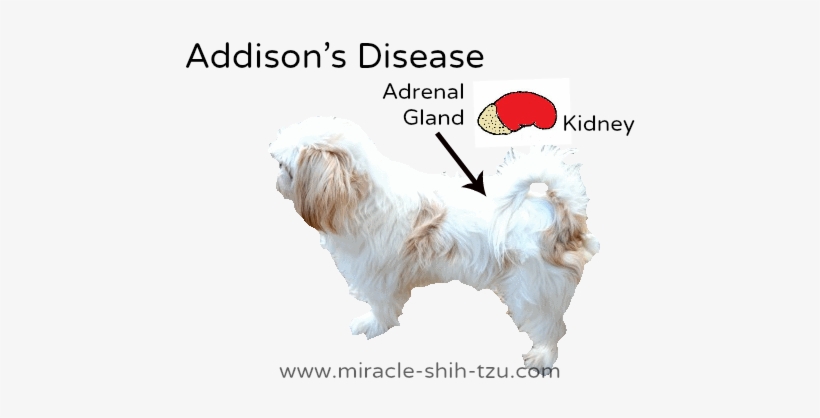 Addison's Disease In Dogs - Disease, transparent png download