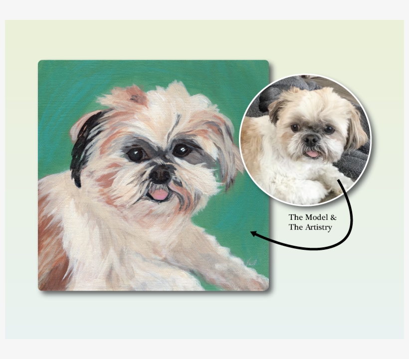 Timmy Maltese Shih Tzu - Art, transparent png download