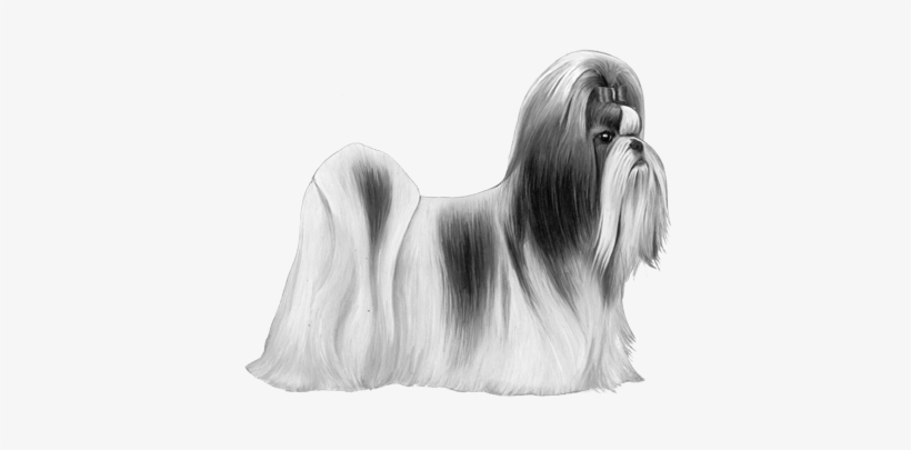 Shih Tzu - B&w - Shih Tzu, transparent png download