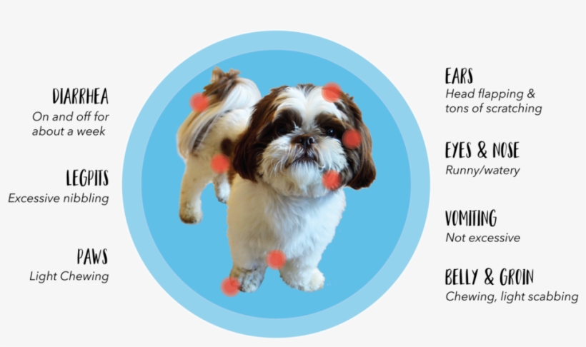 Chart Locating Parts Of The Dog Affected By Allergy - Löwchen, transparent png download