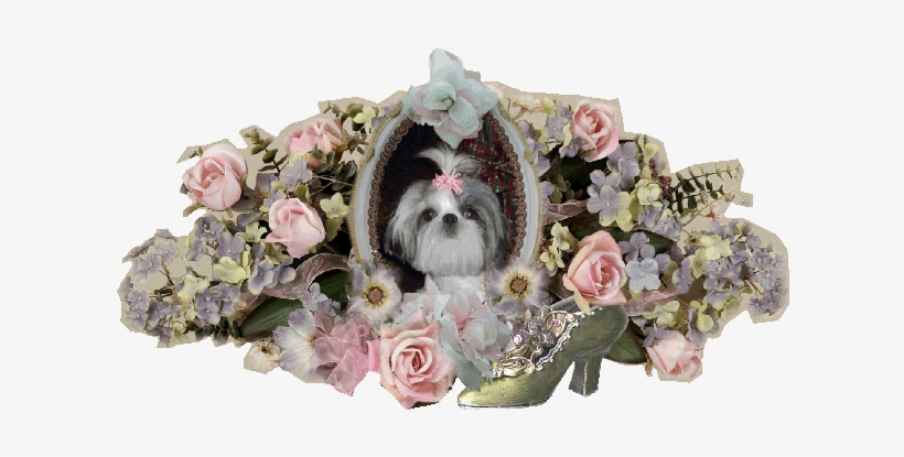 Teacup Shih Tzu Breeder & Puppies For Sale In California - Shih Tzu, transparent png download