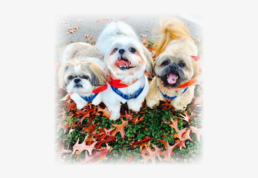 Dog, transparent png download