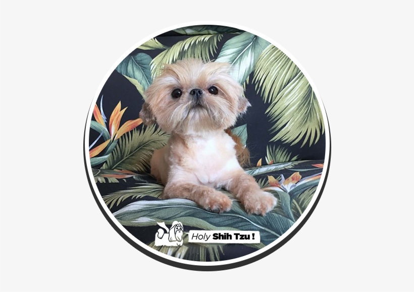 Dee's Lifes Lil' Journey - Chinese Imperial Dog, transparent png download