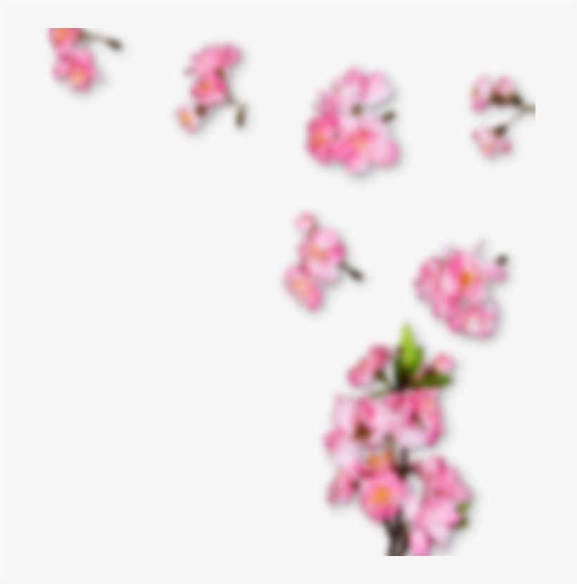 Right Side Sakura - Pink Divider Transparent Cherry Blossom, transparent png download