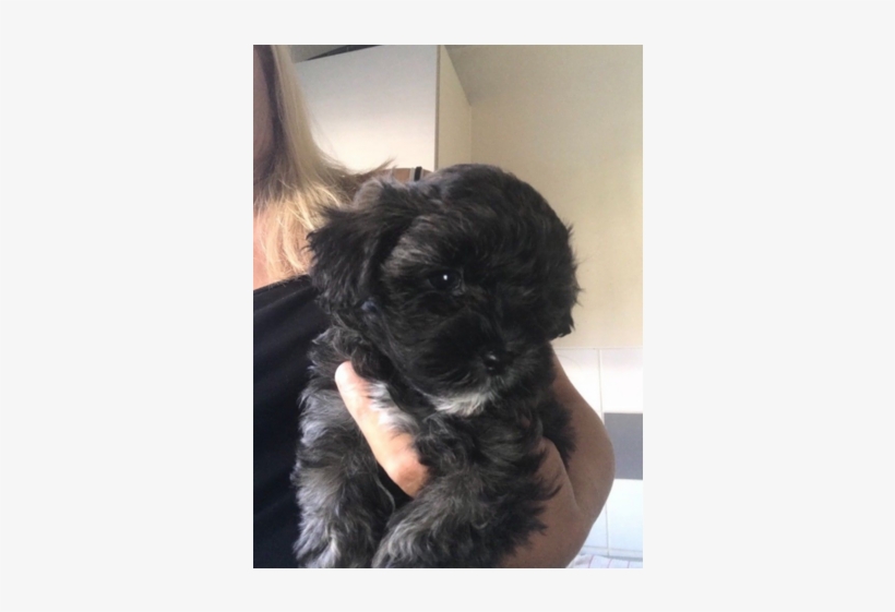 Shih Tzu - Shih-poo, transparent png download