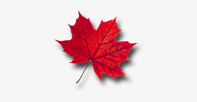 Maple Leaf Png Pic - Red Maple Leaf Png, transparent png download