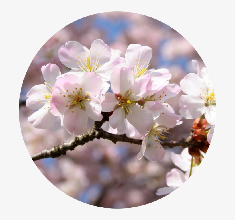 Sakura Massage Oil - Mg 14/28, transparent png download