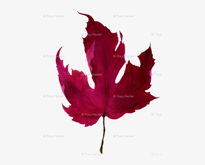 Maple Leaf, transparent png download