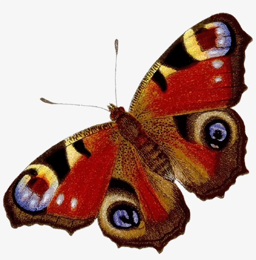 Peacock Clipart Colour Png - Peacock Butterfly Clip Art, transparent png download