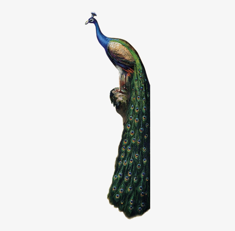 Peacock - Peafowl, transparent png download
