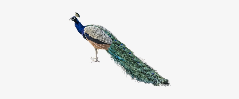 Awesome Background Home Peacock Png - Peafowl, transparent png download