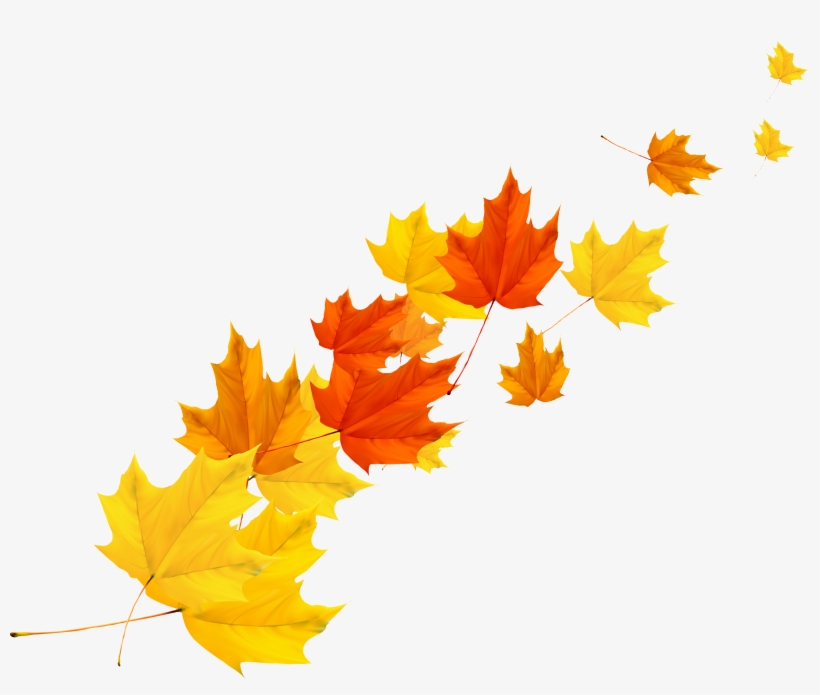 Autumn Transprent Png Free Download Plant Petal - Autumn Leaf Vector Png, transparent png download