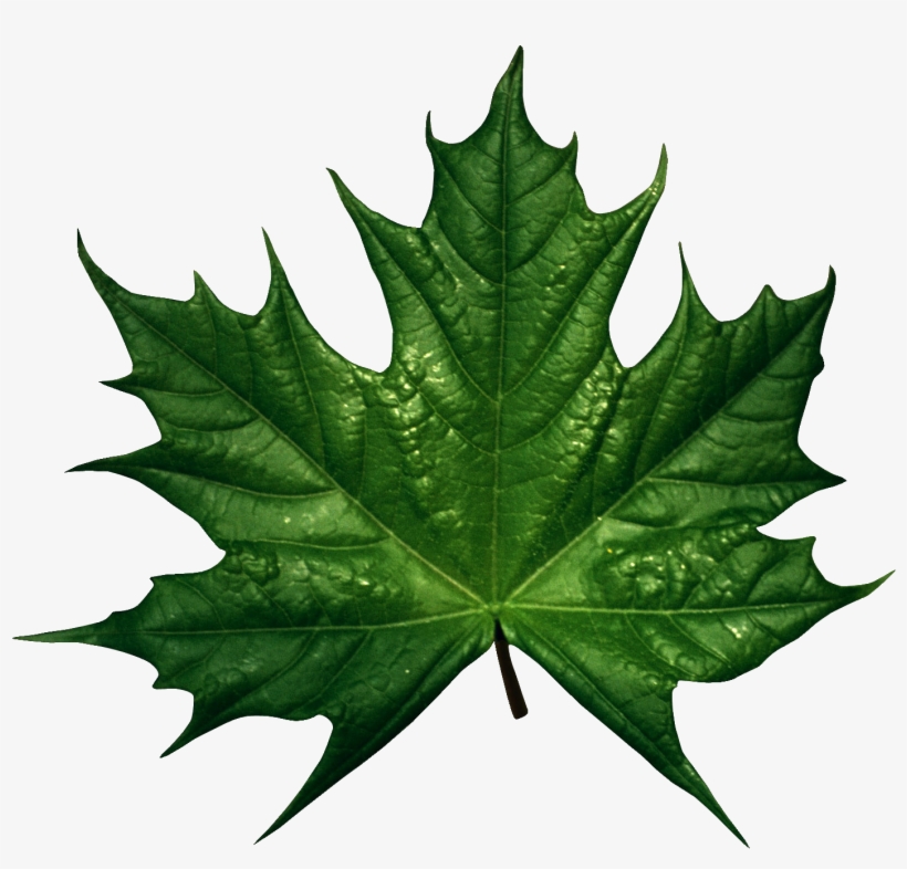 Green Leaf Png - Green Fall Leaf Clip Art, transparent png download