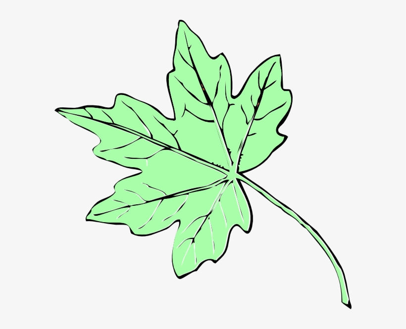 How To Set Use Light Green Maple Leaf Clipart, transparent png download