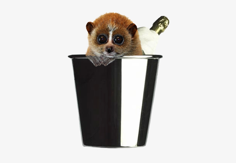 New Year Greeting From Small Animal - Happy New Year Animal 2017 Gif, transparent png download