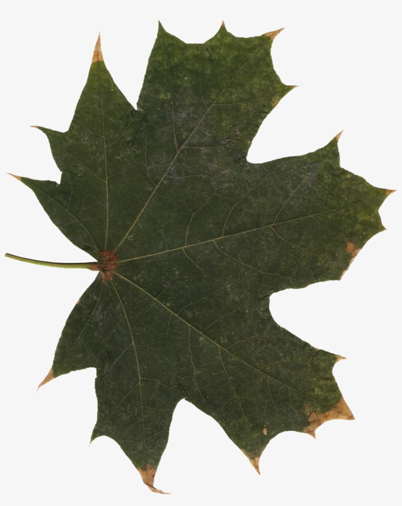 Free Download - Portable Network Graphics, transparent png download