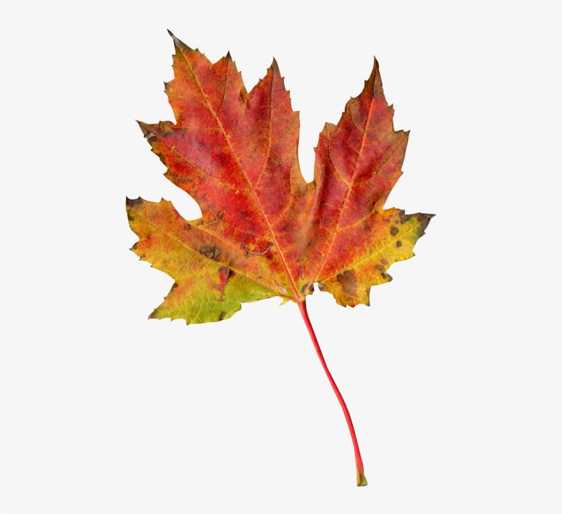 Autumn Leaf Png Transparent Image - Acorn Autumn Leaf, transparent png download
