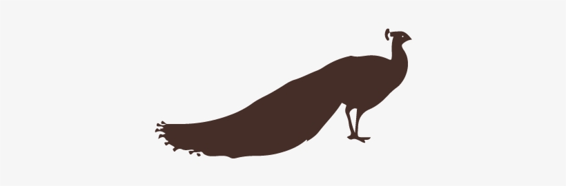 Peacock - Portable Network Graphics, transparent png download