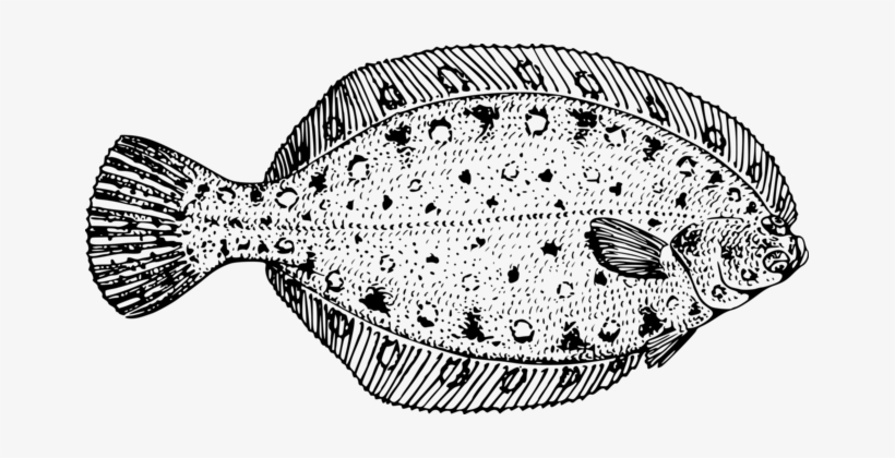 Flounder Fish European Plaice Bothidae Food - Flounder Black And White, transparent png download