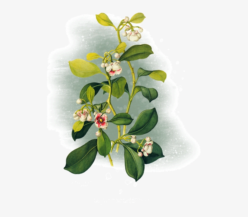 Margaret Mee - Moonflower - Png - Arctostaphylos Uva-ursi, transparent png download