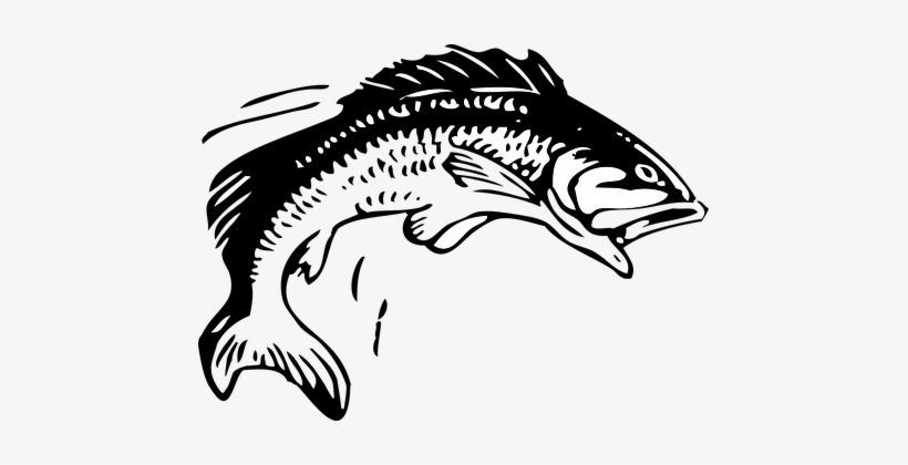 Fish Fishing Animal Seafood Fish Fish Fish - Group 11 Rugby League, transparent png download