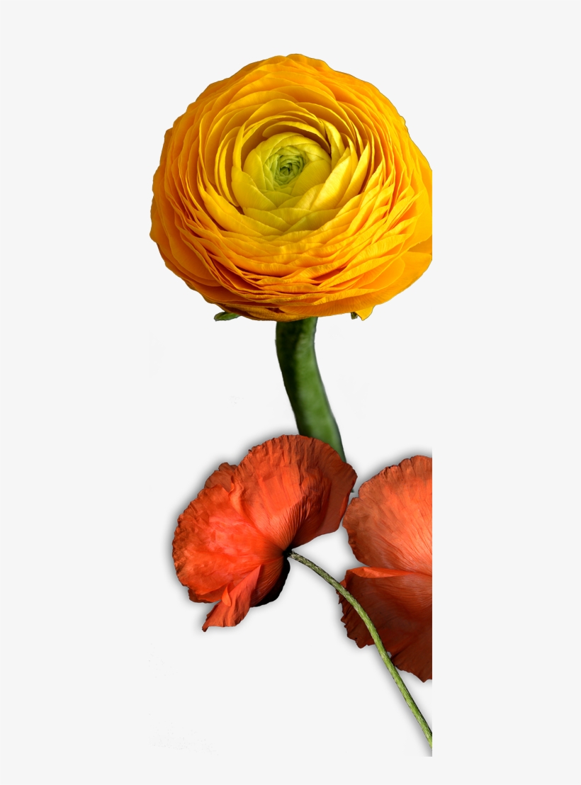 /marion-bay/ - Persian Buttercup, transparent png download